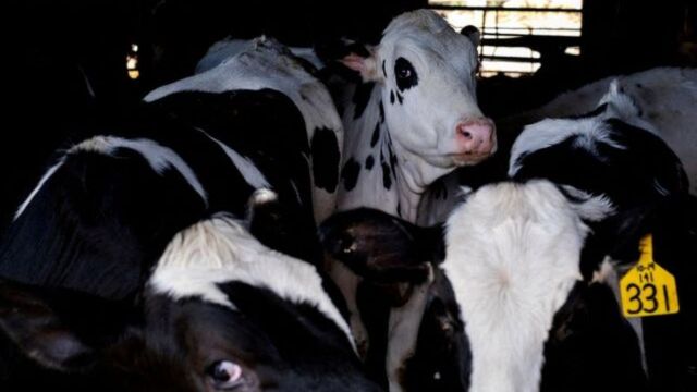 Breaking News! How A Texas Veterinarian Fight To Protect Bird Flu In Cows (1)