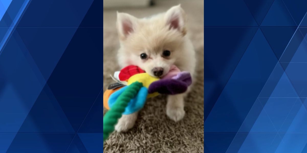 Cincinnati Police Request Public's Help to Locate Stolen Puppy from Washington Park