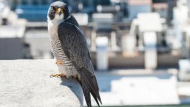 NYC Wild Birds Test Positive For H5N1 Flu Thanks To Citizen Scientists (1)