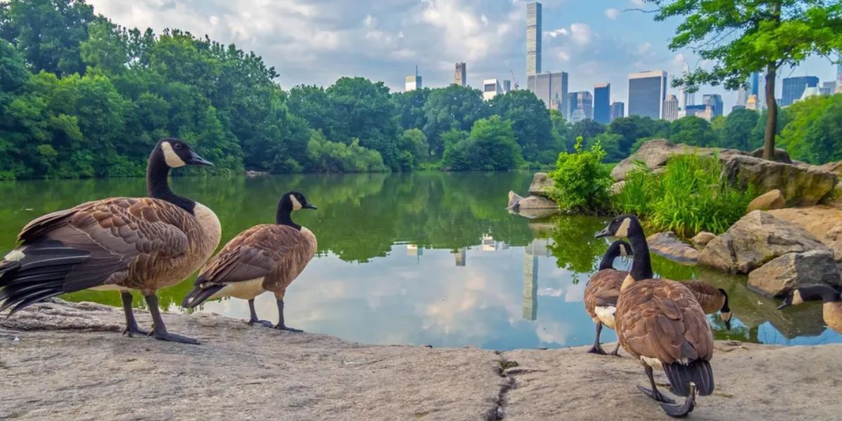 NYC Wild Birds Test Positive For H5N1 Flu Thanks To Citizen Scientists