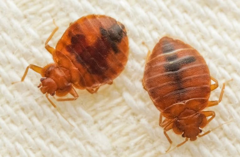 New Jersey Ranked Among Worst for ‘Bed Bug’ Infestations!