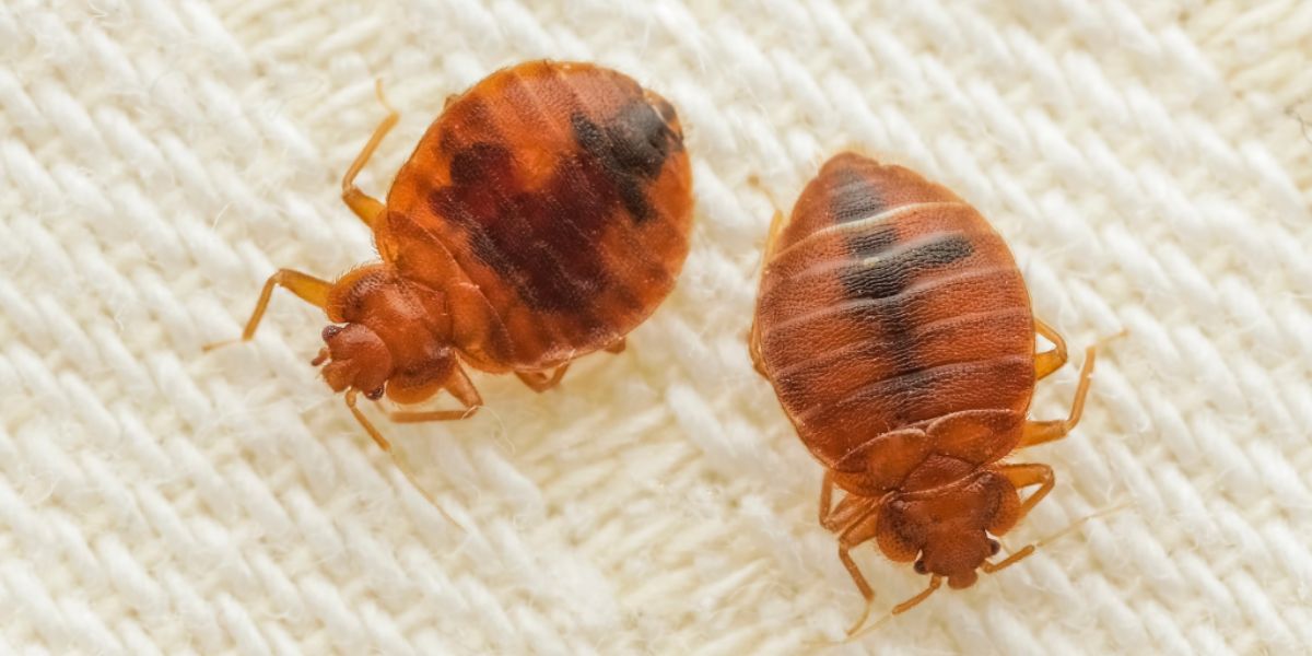 New Jersey Ranked Among Worst for 'Bed Bug' Infestations!