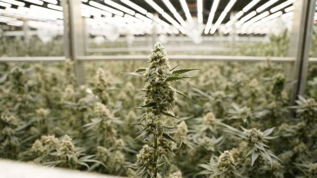 Ohio Committee Greenlights Recreational Marijuana Sales To Start Next Month (1)