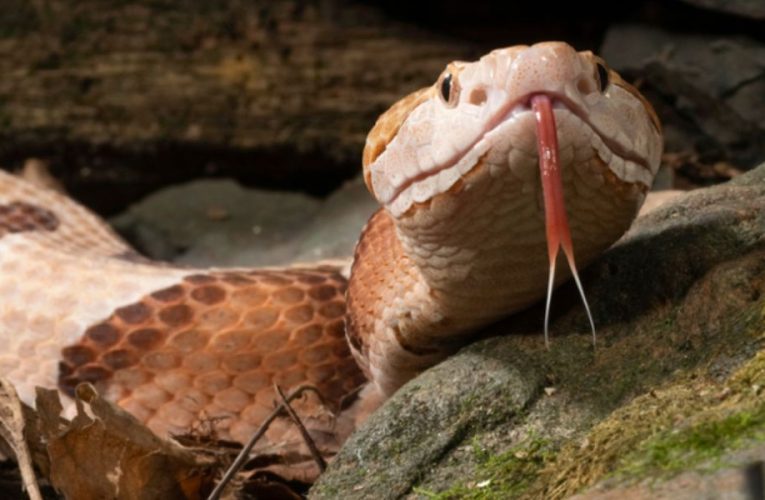 Opelika Man Bitten! Rising Temperatures Increase Snakebite Incidents in Alabama; Do You Know What to Do Next?