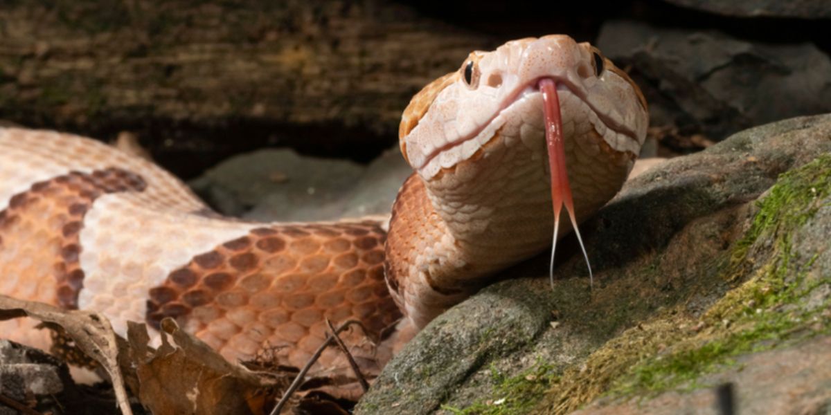 Opelika Man Bitten! Rising Temperatures Increase Snakebite Incidents in Alabama; Do You Know What to Do Next