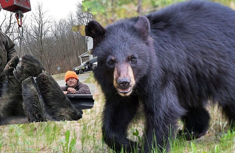 Sussex County Leads New Jersey in Black Bear Encounters, Study Finds