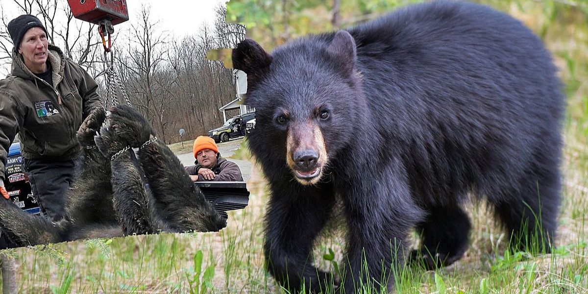 Sussex County Leads New Jersey in Black Bear Encounters, Study Finds