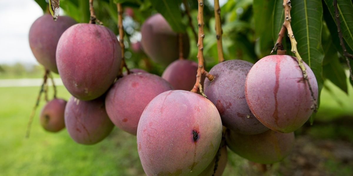 UFIFAS Experts' Guide To The Mango Season, Trends And Forecasts