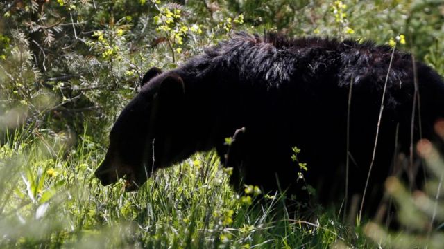 Unexpected Twist Massachusetts Police Investigate Bear Dragging Crash Victim's Body from Car (1)