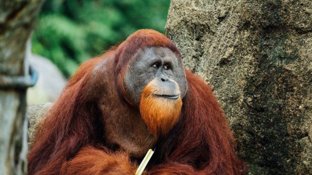 Wild Wisdom! Orangutan's Use Of Medicinal Plant For Wound Care Confirmed By Scientists (1)