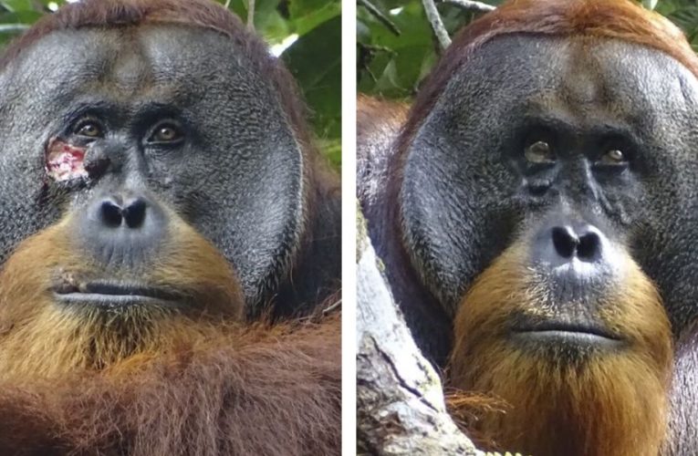 Wild Wisdom! Orangutan’s Use Of Medicinal Plant For Wound Care Confirmed By Scientists