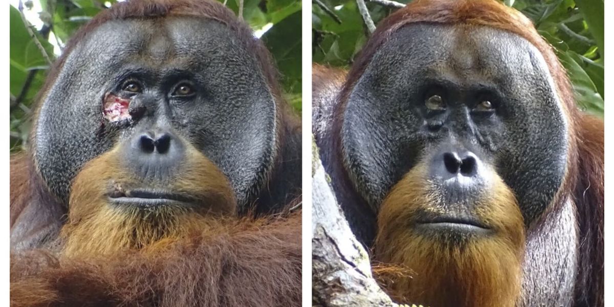 Wild Wisdom! Orangutan's Use Of Medicinal Plant For Wound Care Confirmed By Scientists