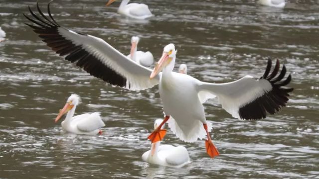 WonDerFul! American White Pelicans Return To Utah Island After 80-Year Absence (1)