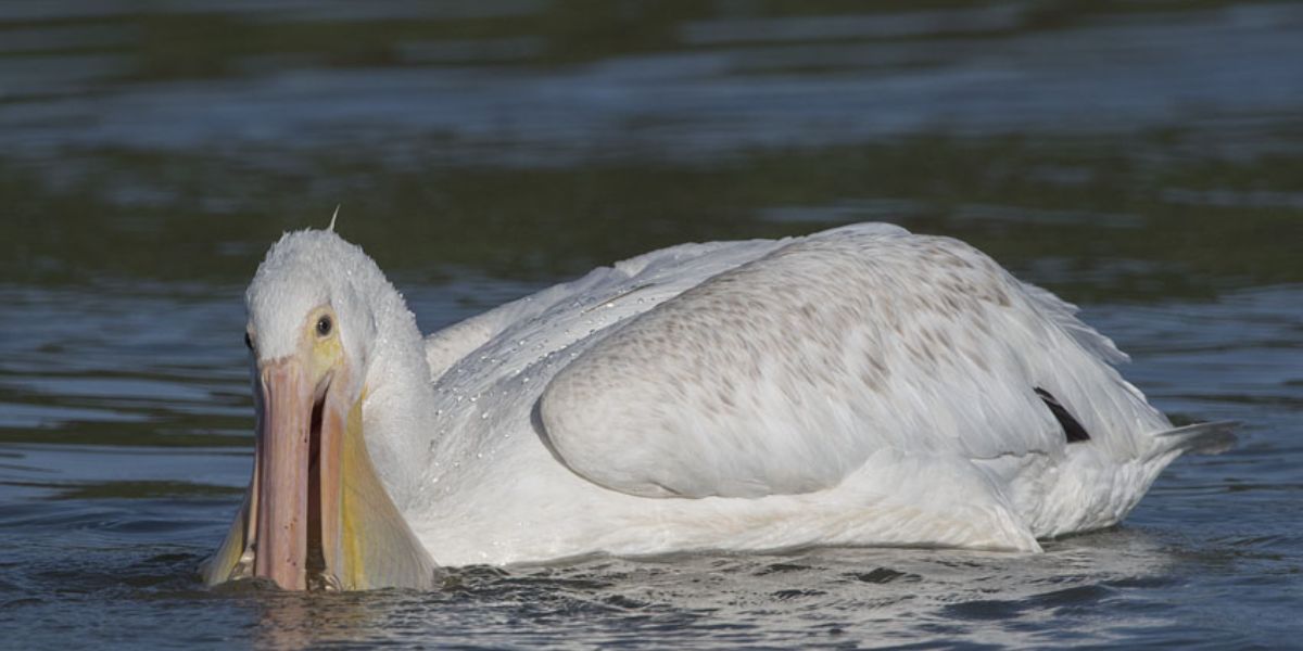 WonDerFul! American White Pelicans Return To Utah Island After 80-Year Absence
