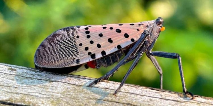 PSA: Be on the Lookout for Spotted Lanternfly Eggs and Adults This Summer