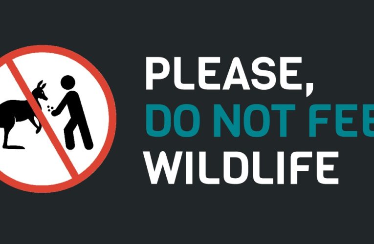 NYS DEC Advisory: Do Not Feed Wildlife