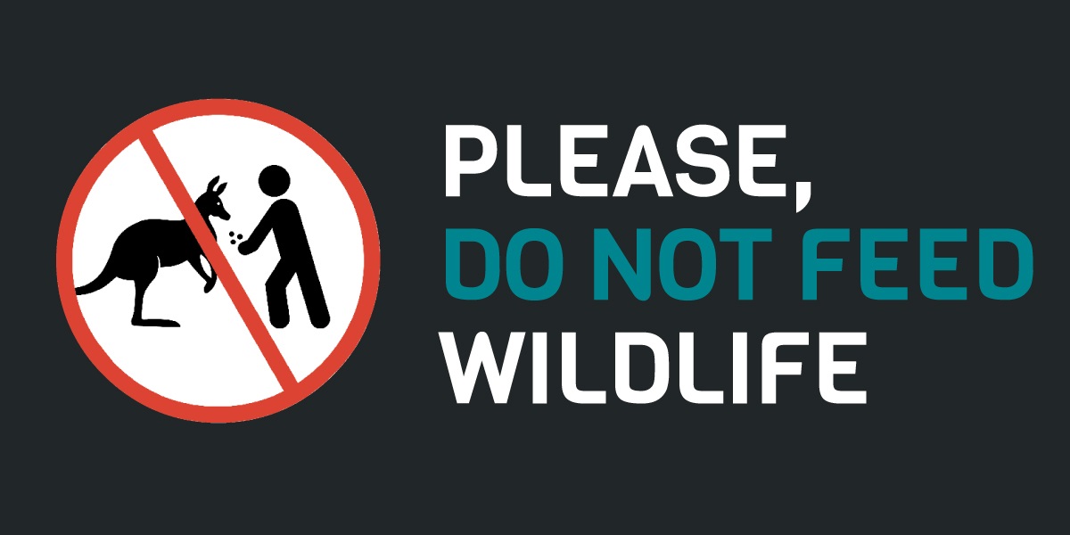 NYS DEC Advisory: Do Not Feed Wildlife