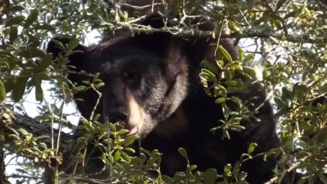 Tragic Discovery: 500-Pound Black Bear Found Shot Dead in Florida Yard
