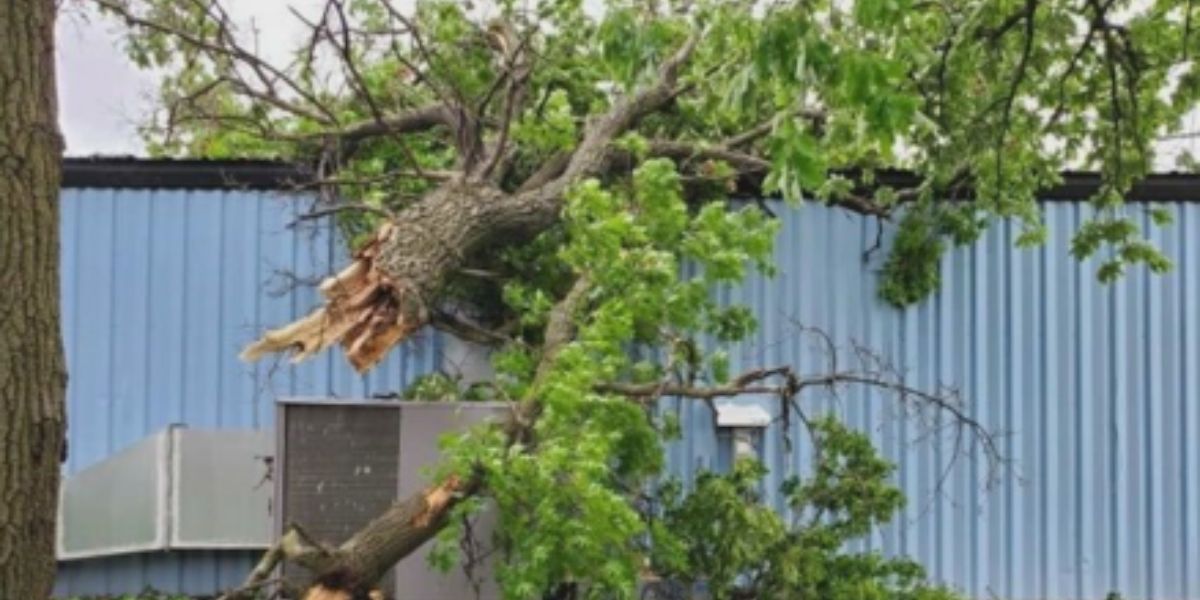 After Tree Crashes Through Roof, Gaithersburg Family Thanks Community for Unwavering Support, Grateful Everyone's