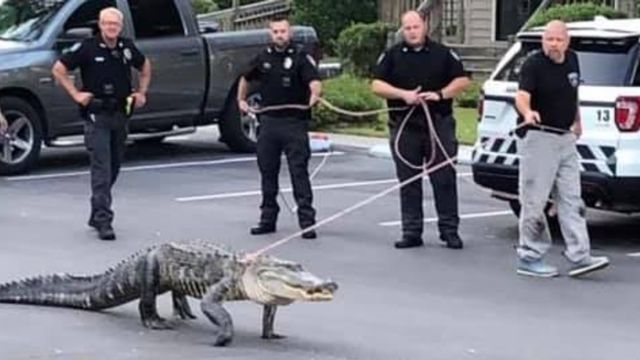 Big Accusation! Alligator Near French Quarter Sparks Search by New Orleans Police (1)