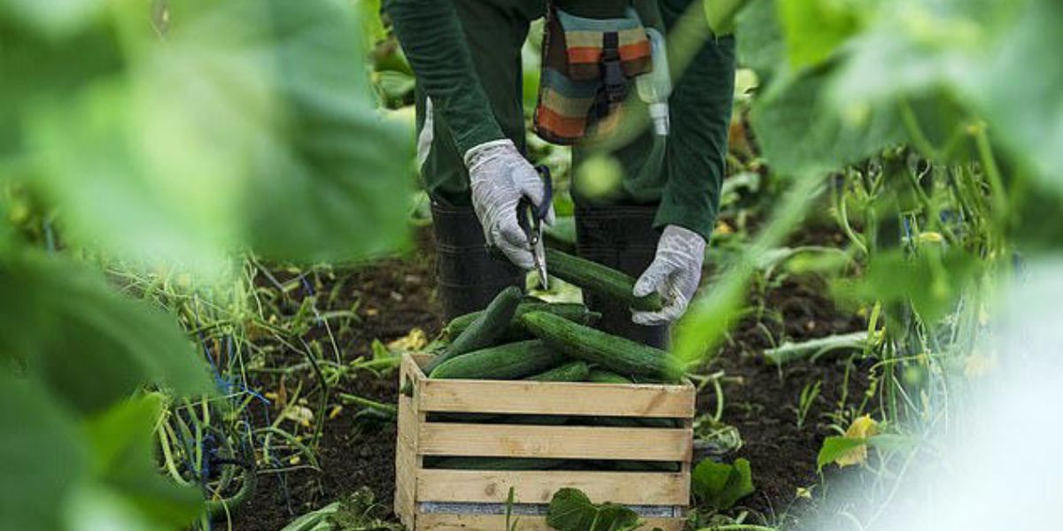 Health Alert Salmonella Risk Triggers Recall of Cucumbers In 14 States