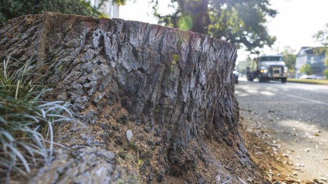 Illegally Cut Down Beloved Live Oak on St. Charles Avenue Massacred (1)