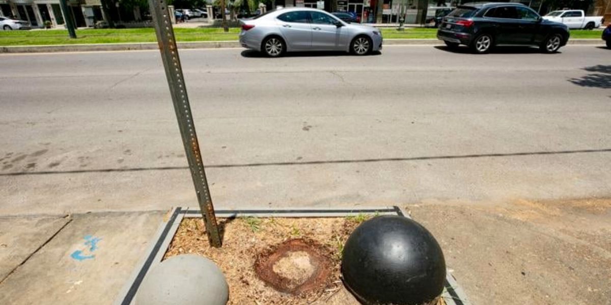 Illegally Cut Down Beloved Live Oak on St. Charles Avenue Massacred