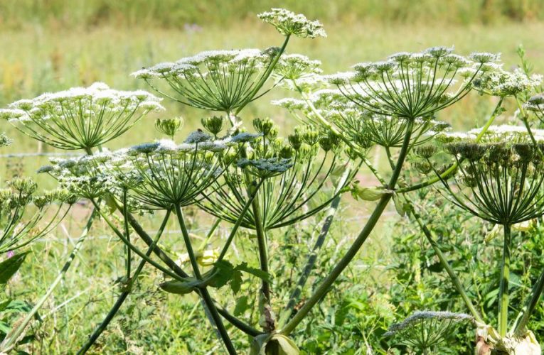 WARNING! Toxic Giant Hogweed Spreading Rapidly in Minnesota