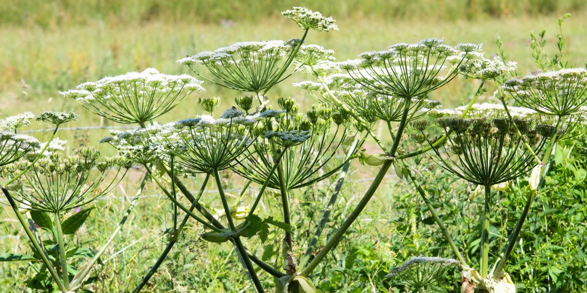 WARNING! Toxic Giant Hogweed Spreading Rapidly in Minnesota