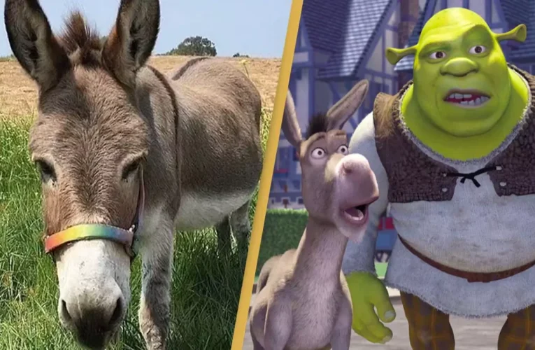 Perry the Donkey: From Screen Star to Community Hero