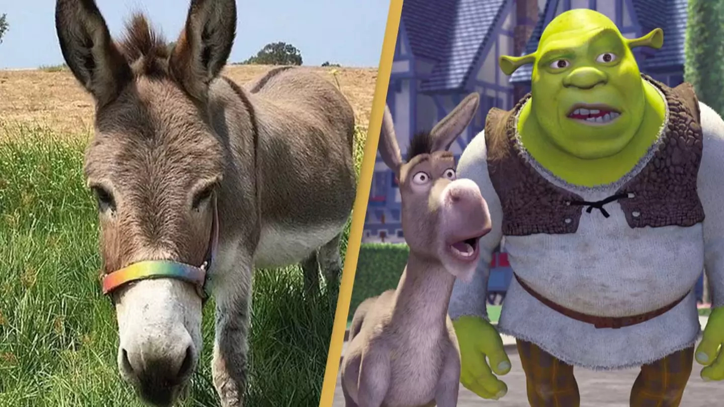Perry the Donkey: From Screen Star to Community Hero