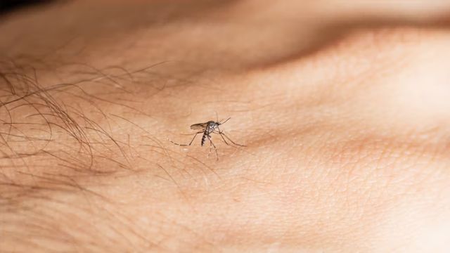 USA Dengue Fever Is Increasing! Find Out How to Avoid Getting Bit by Mosquitoes While Traveling