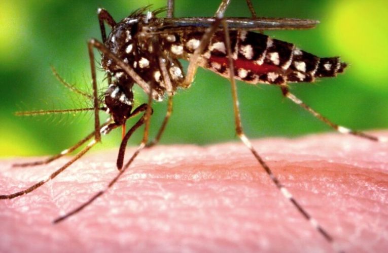USA Dengue Fever Is Increasing! Find Out How to Avoid Getting Bit by Mosquitoes While Traveling