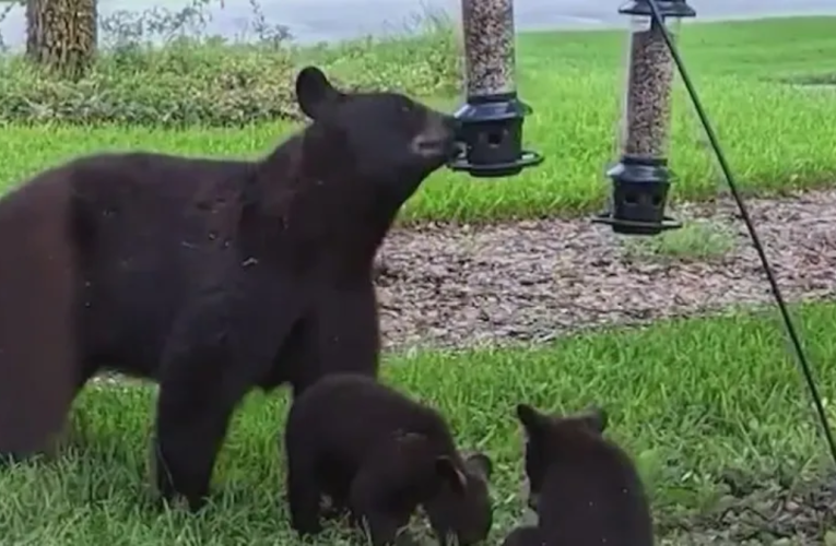 Black Bear Family Makes Surprise Visit to Sanford Neighborhood