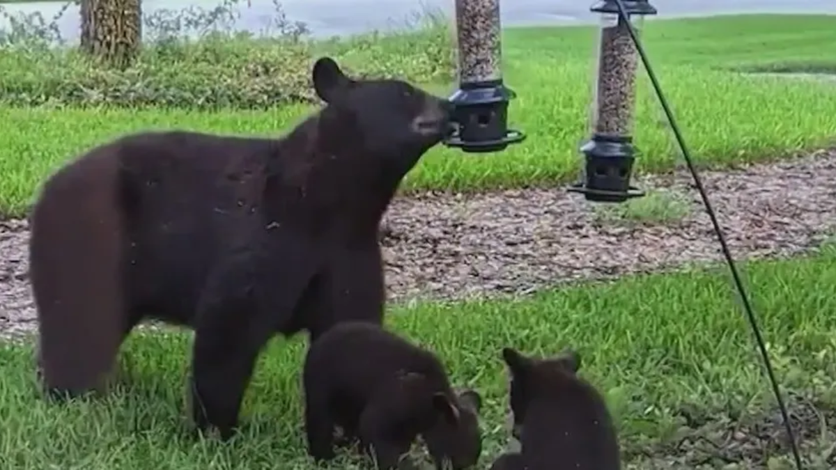 Black Bear Family Makes Surprise Visit to Sanford Neighborhood