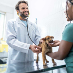 Affordable Pet Services in Central Florida: Microchipping and More