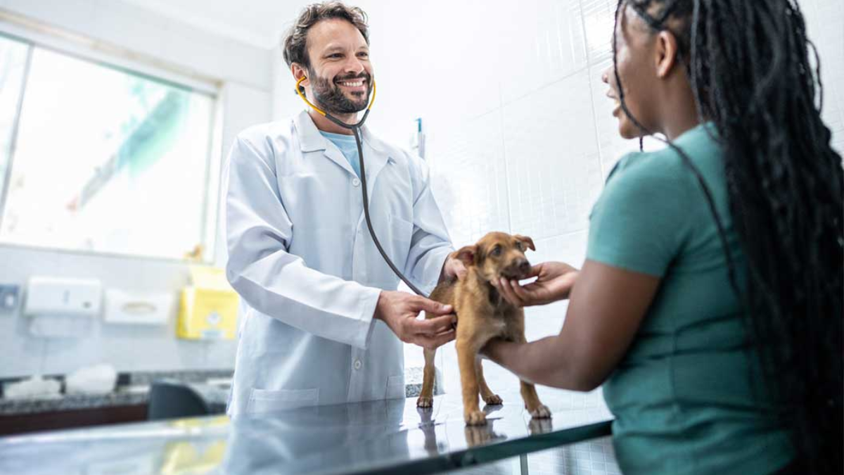 Affordable Pet Services in Central Florida: Microchipping and More