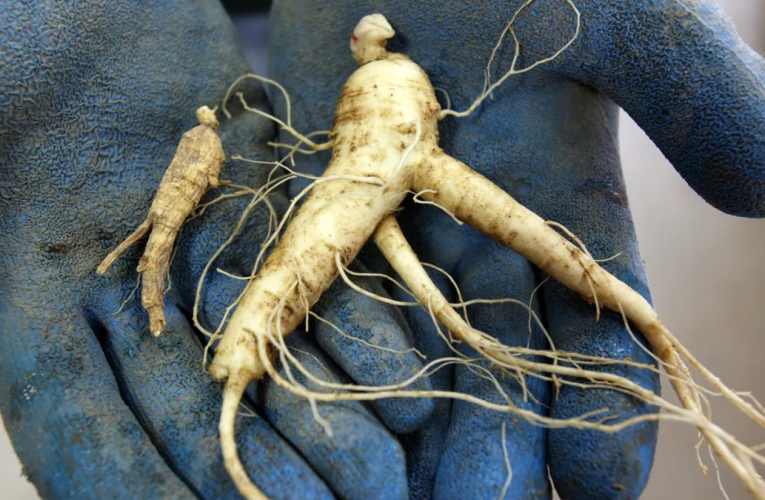 Illegal Ginseng Harvesting in New York: Two Arrested for Digging Valuable Roots