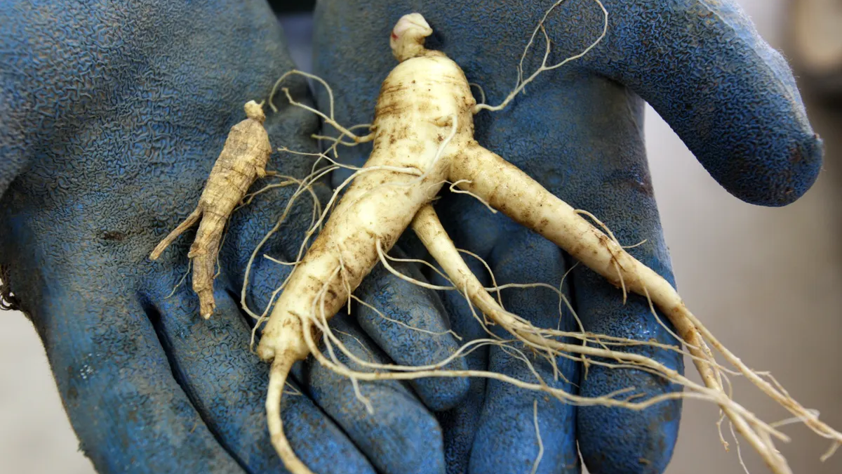 Illegal Ginseng Harvesting in New York: Two Arrested for Digging Valuable Roots