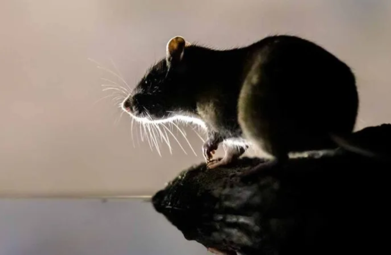 Boston to Join “Rat Summit” with New York, Seattle, and Chicago to Address Rodent Infestation