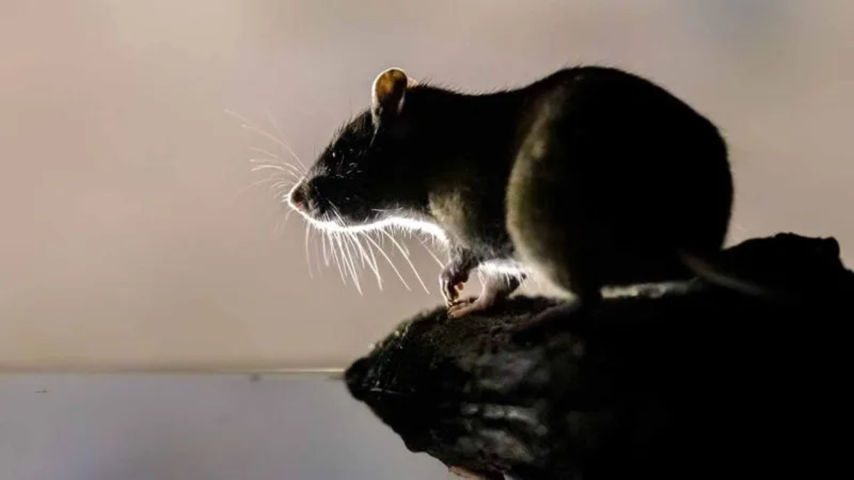 Boston to Join "Rat Summit" with New York, Seattle, and Chicago to Address Rodent Infestation