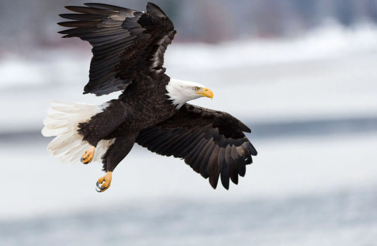 Bald Eagles Most at Risk from Lead Poisoning Among New York’s Deer Scavengers