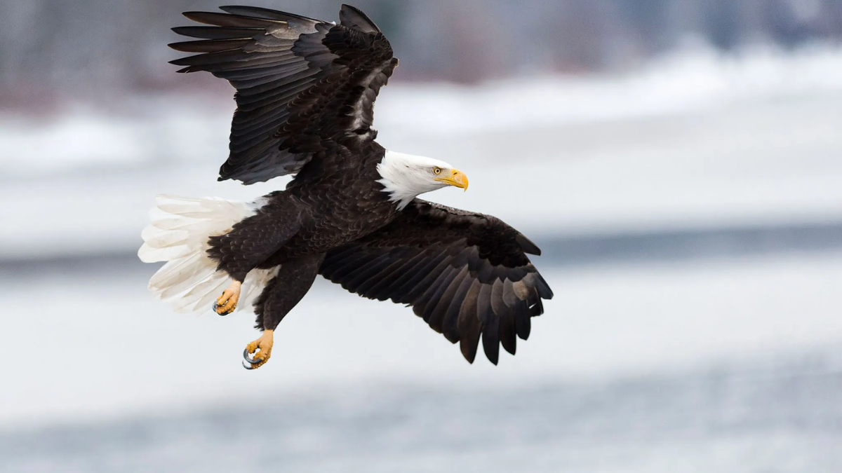 Bald Eagles Most at Risk from Lead Poisoning Among New York's Deer Scavengers