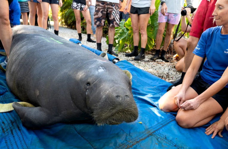 SeaWorld Rescues Three Florida Manatees for Rehabilitation