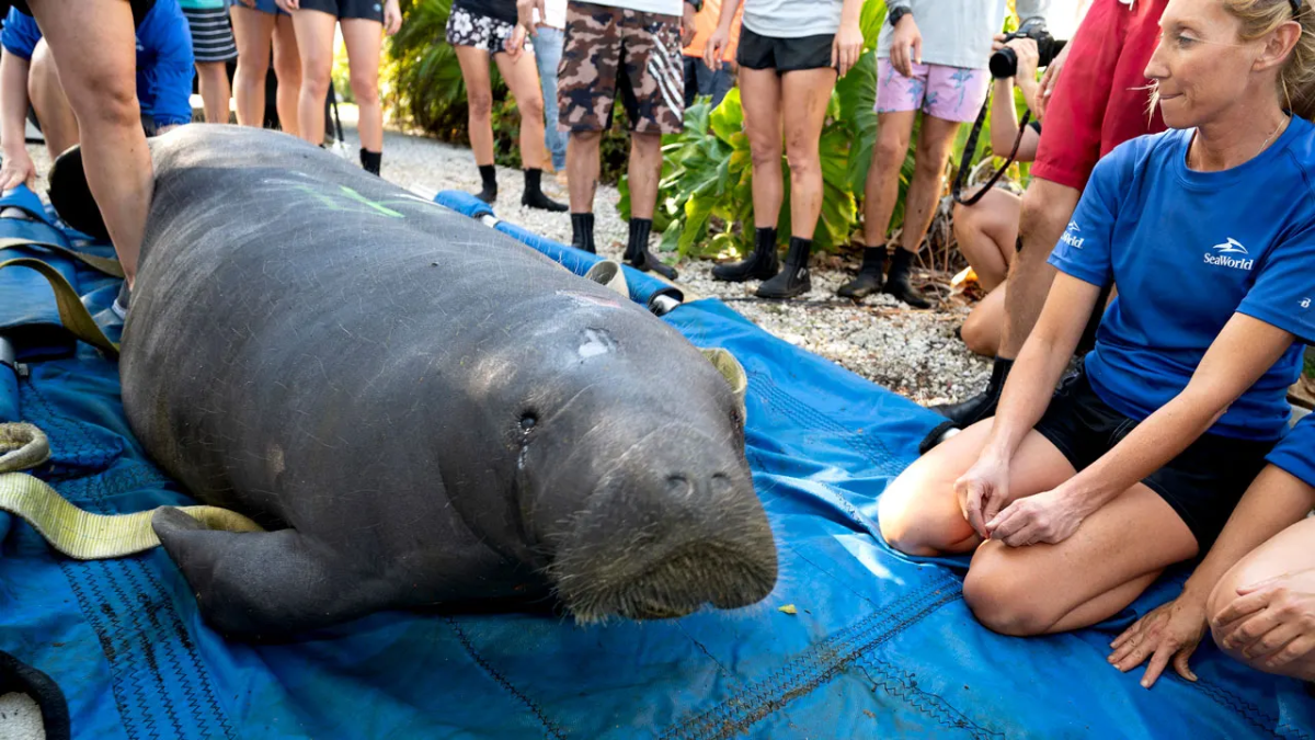 SeaWorld Rescues Three Florida Manatees for Rehabilitation