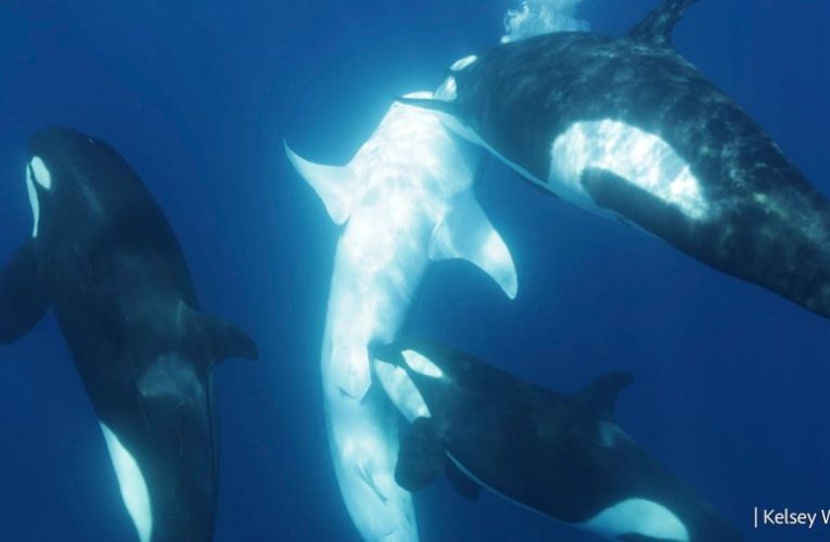 Killer whales declare WAR on world’s biggest sharks as they train themselves in deadly new skills to kill sea beasts