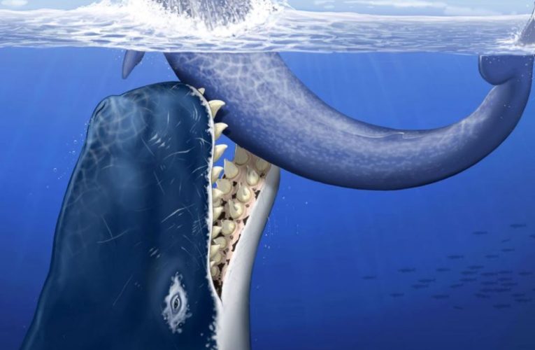 ‘Leviathan Whale’ bigger than megalodon and 122ft Patagotitan heavier than FIVE buses – Earth’s gigantic lost creatures