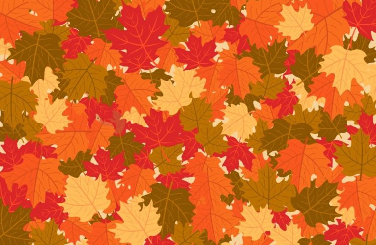 Everyone can see the autumn leaves – but you have 20/20 vision & a high IQ if you can spot the squirrel in 8 seconds