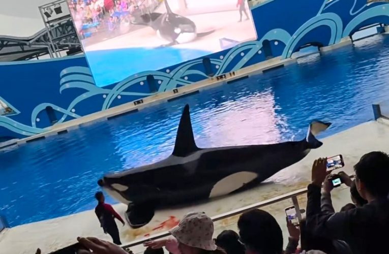 Watch horror moment injured killer whale spurts blood as cruel aquarium show goes wrong in front of horrified families