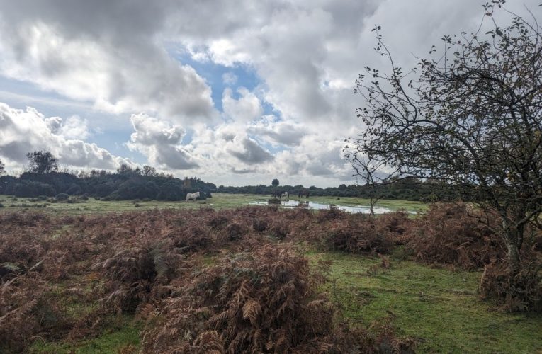 Tributes to woman, 88, trampled to death by cow as she walked ‘beloved’ dog in New Forest